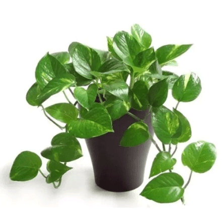 INDOOR-MONEY-PLANT
