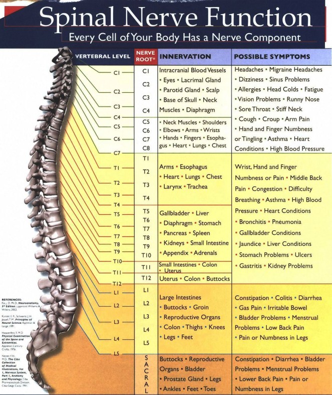spinal-cord-innervation-chart-nerve-root-innervation-chart-spine-and-meaning-spinal-cord.jpg